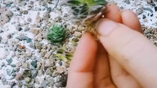 How to Reproduce your Succulents!