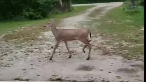 The deer's continuing her romantic walk without disturbing or caring in any way