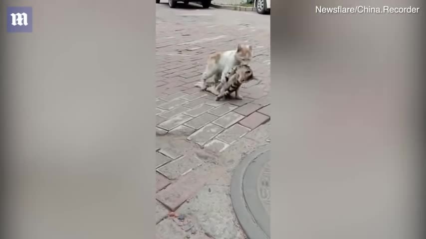 Cat REFUSES to Leave DEAD friend | Heartbreaking Video