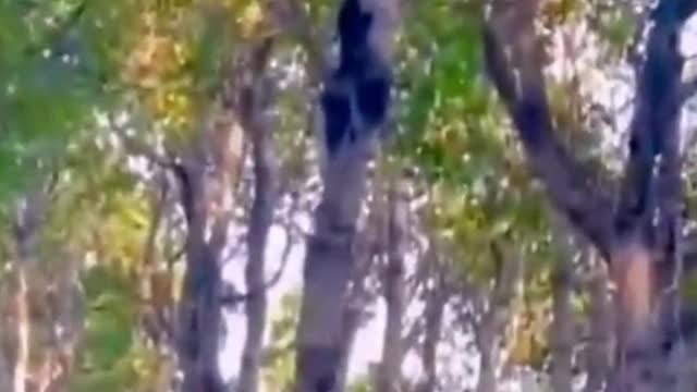 Black bears climb trees