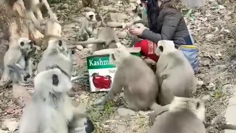 इनको खिलाना आसान नहीं 🐒