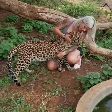 Leopard cuddles and kisses