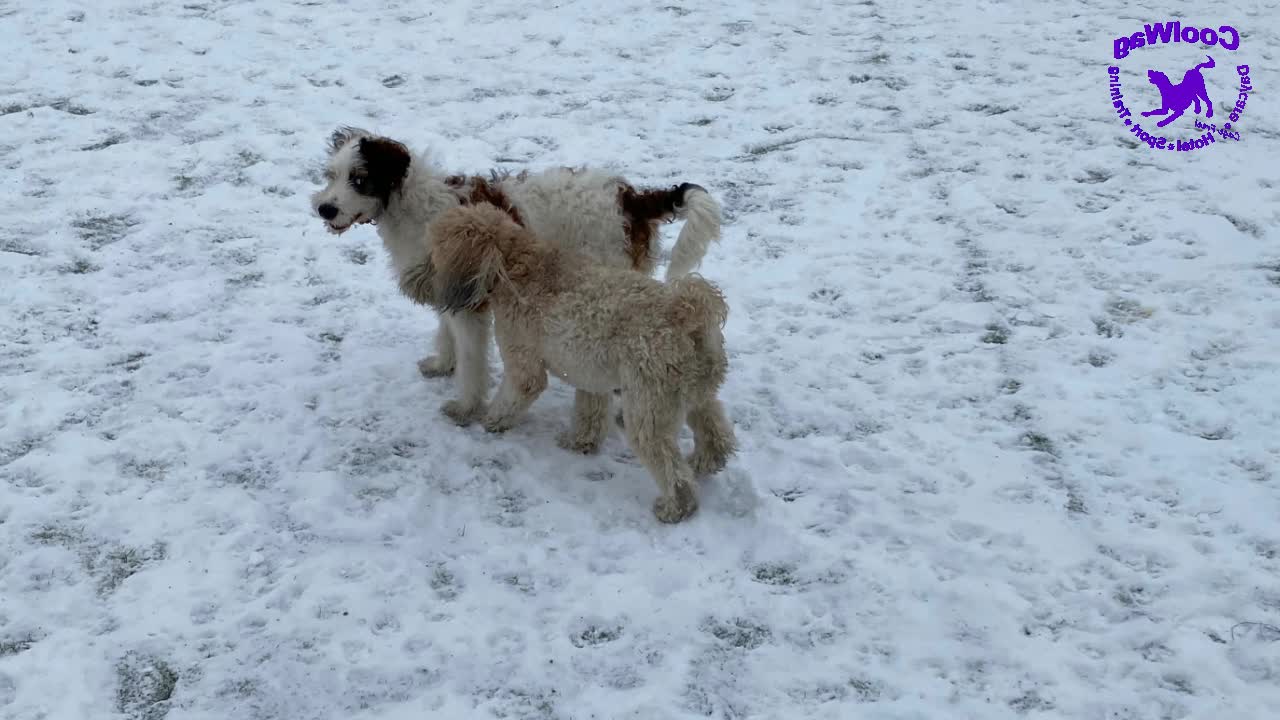 Valentines Snow Day for the Coolwag Dogs