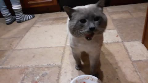 Cat Eating Food In Laziest Possible Way