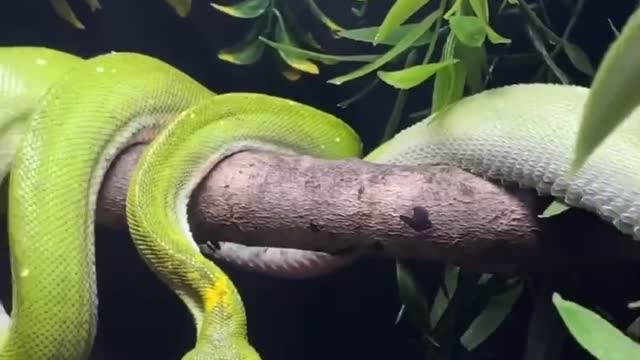 snake changing the skin😳