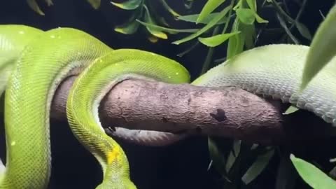 snake changing the skin😳
