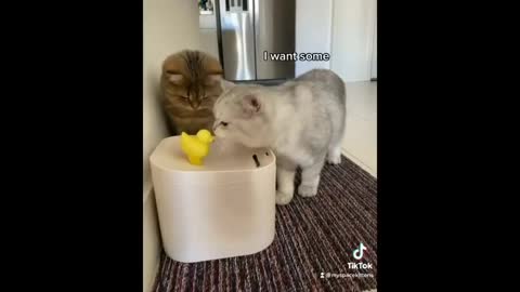 Funny Cats 2021(cute and funny)