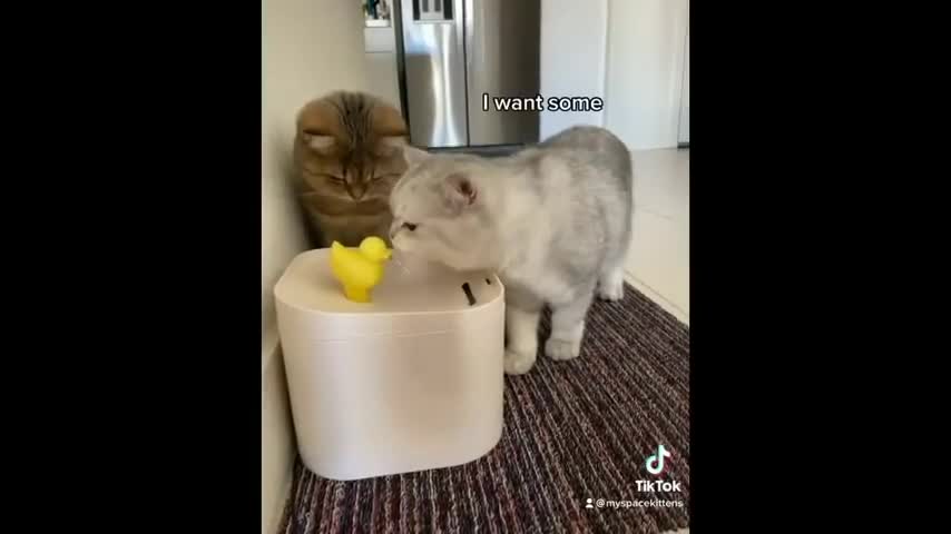Funny Cats 2021(cute and funny)