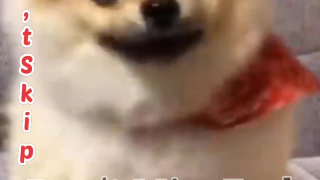 most Funny Video Don't Miss End