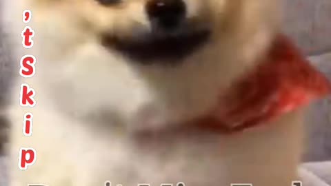 most Funny Video Don't Miss End