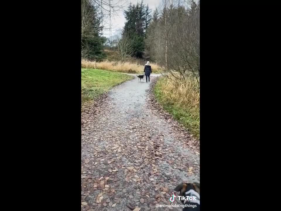Funny Dog Fails 2021 | Try Not To Laugh🤣🤣🤣