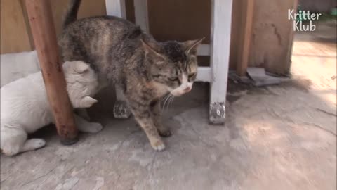 Cute Puppies' Mom Is A Cat ?!