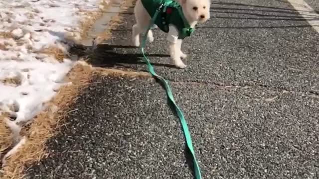 Running Poodle Slow Motion