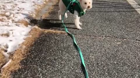 Running Poodle Slow Motion