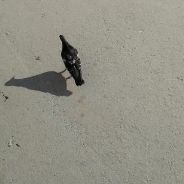 On a sunny day, a dove walks.