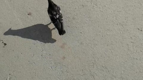 On a sunny day, a dove walks.