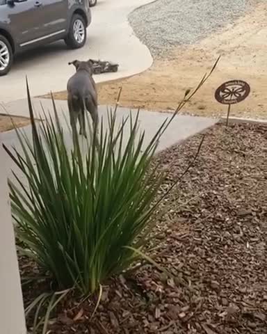 Pitbull chasing RC truck!