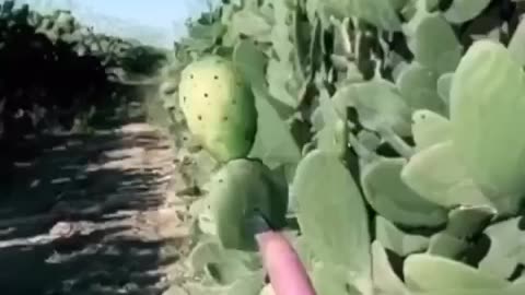 amazing fruits