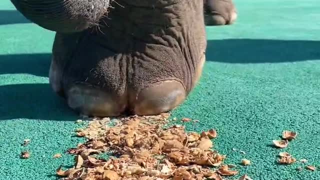 The sound of elephants stepping on walnuts is so comfortable