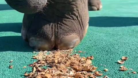 The sound of elephants stepping on walnuts is so comfortable