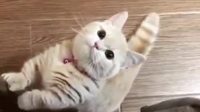 smart kitten asking for food