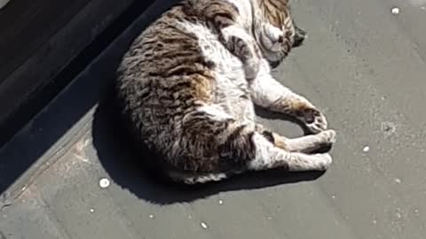 Cat Sleeping Outside