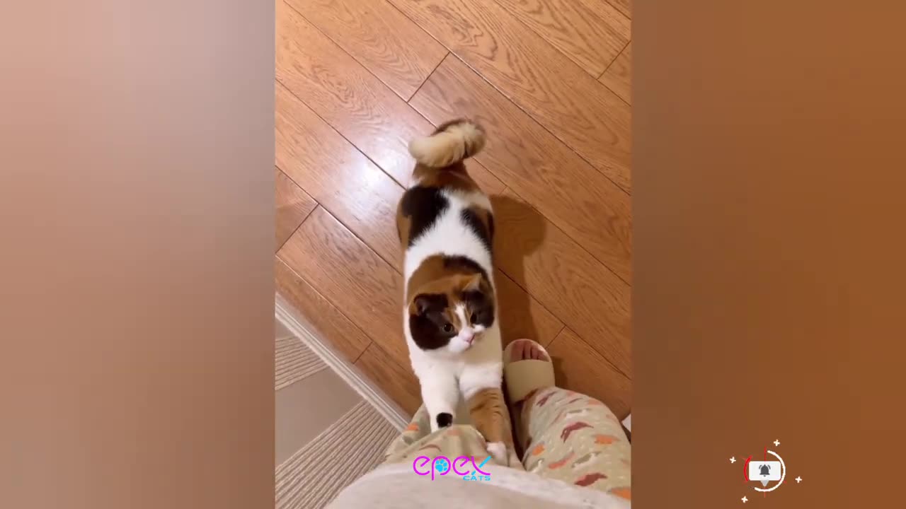 Tổng Hợp Chó Mèo Vui Nhộn #36 😻🤣Video Động Vật Hài Hước Mới😍🐈