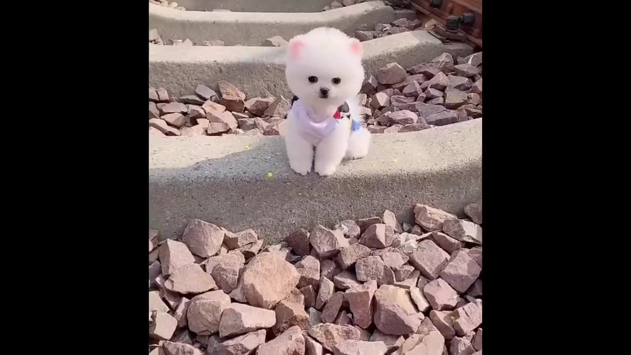 Funniest Animals - Best Of The 2022 Funny Animal Videos #1