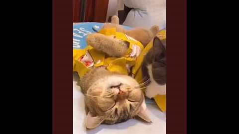 Amazing Videos of Funny Cats