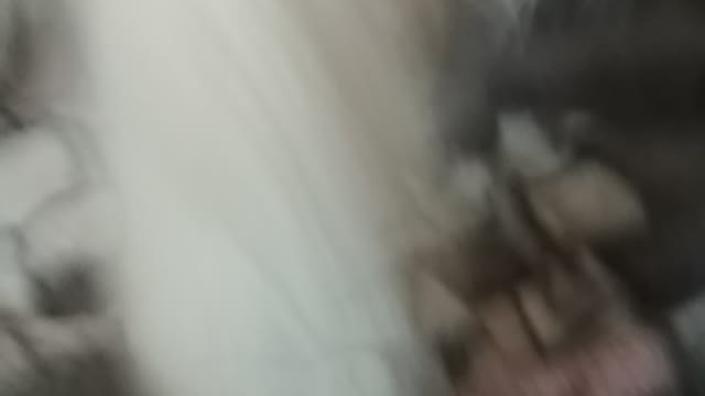 It's my dog