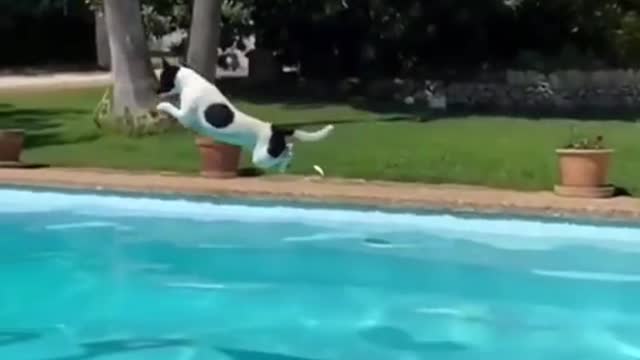 How far do you think he jumped