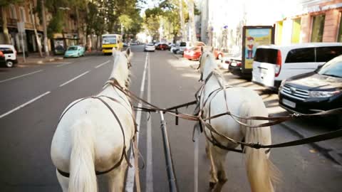 The white coach is riding down the street. From the first person. The horses are harnessed