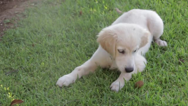 Golden retriever eating a snack