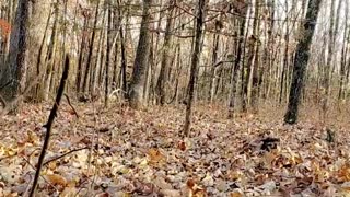 Two turkeys enjoying a morning walk