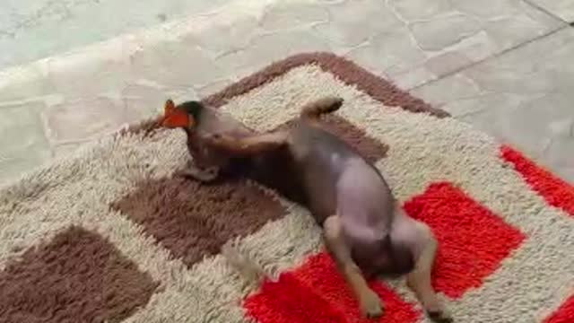 Puppy Plays with Butterfly