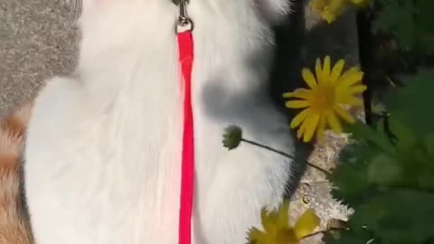 The weather is good, take the kitten out to bask in the sun