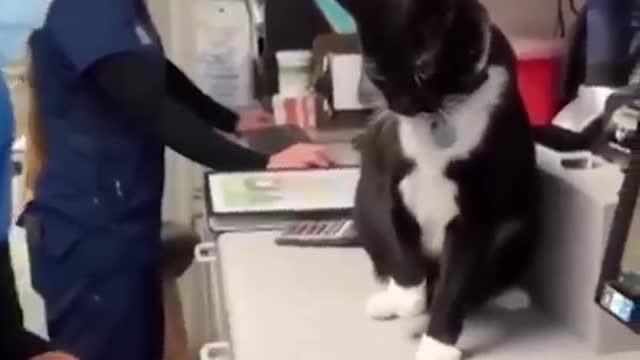Aww So Funny