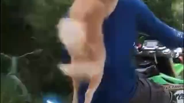 Dog Bike Video