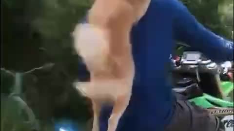 Dog Bike Video