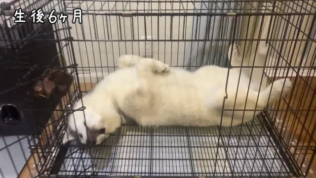 [Growth record] One year trajectory from puppy to adult dog [Siberian Husky ♂ Fin]
