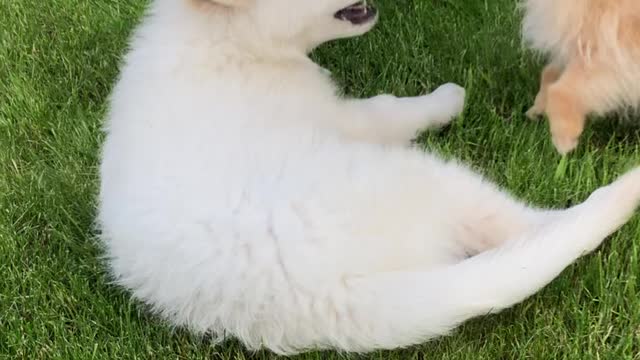 Spitz plays with a Swiss shepherd!