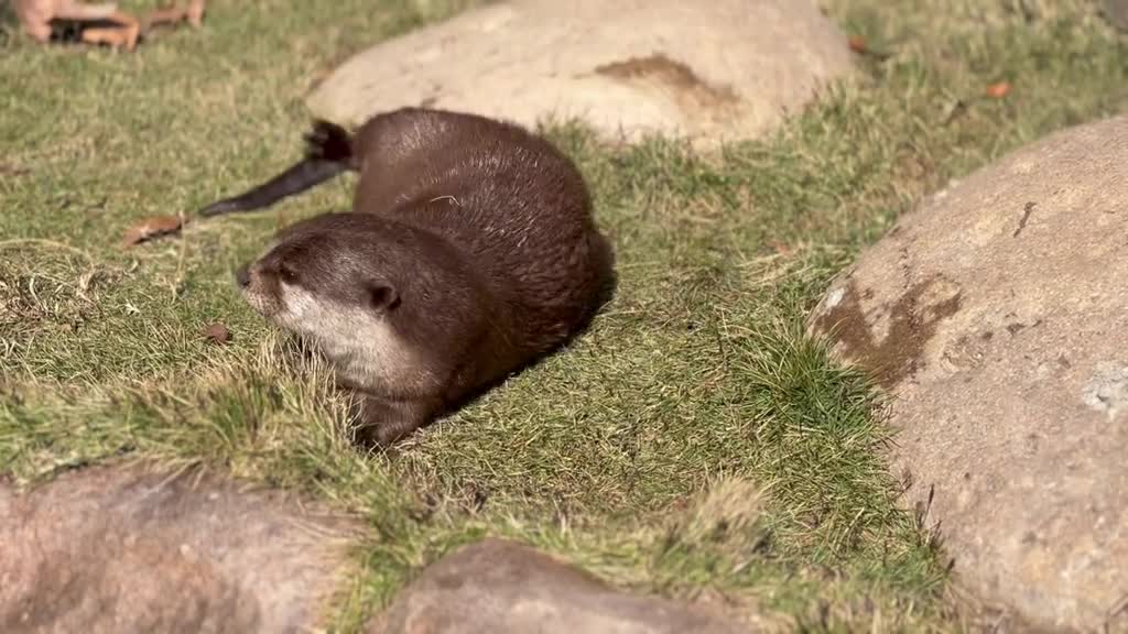 Adorable little otter