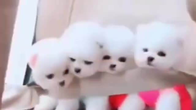 Four cute puppy dogs