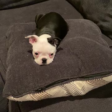Boston Terrier Puppy