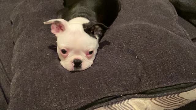 Boston Terrier Puppy