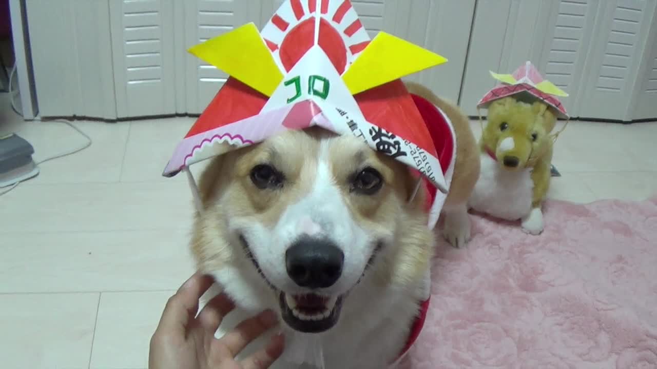 Little fuzzy Samurai dog