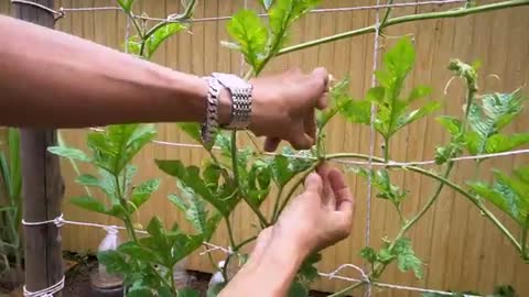 growing watermelon hanging hammock