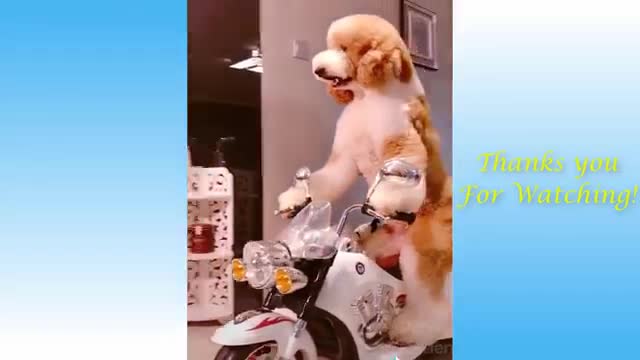 Cute cat funny video🤣🤣🤣//best funny complications