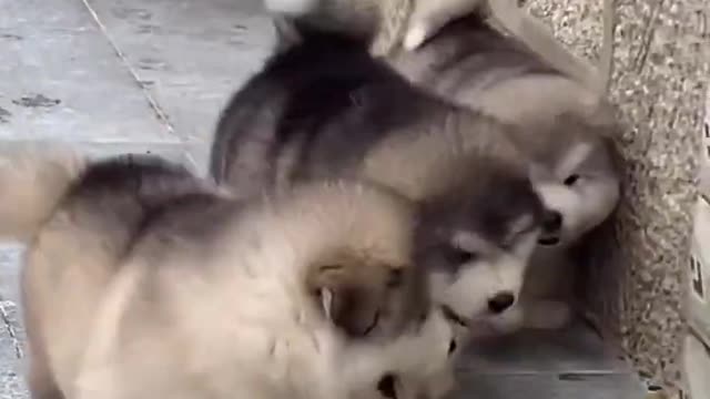 Adorable, cute Alaskan dogs #99