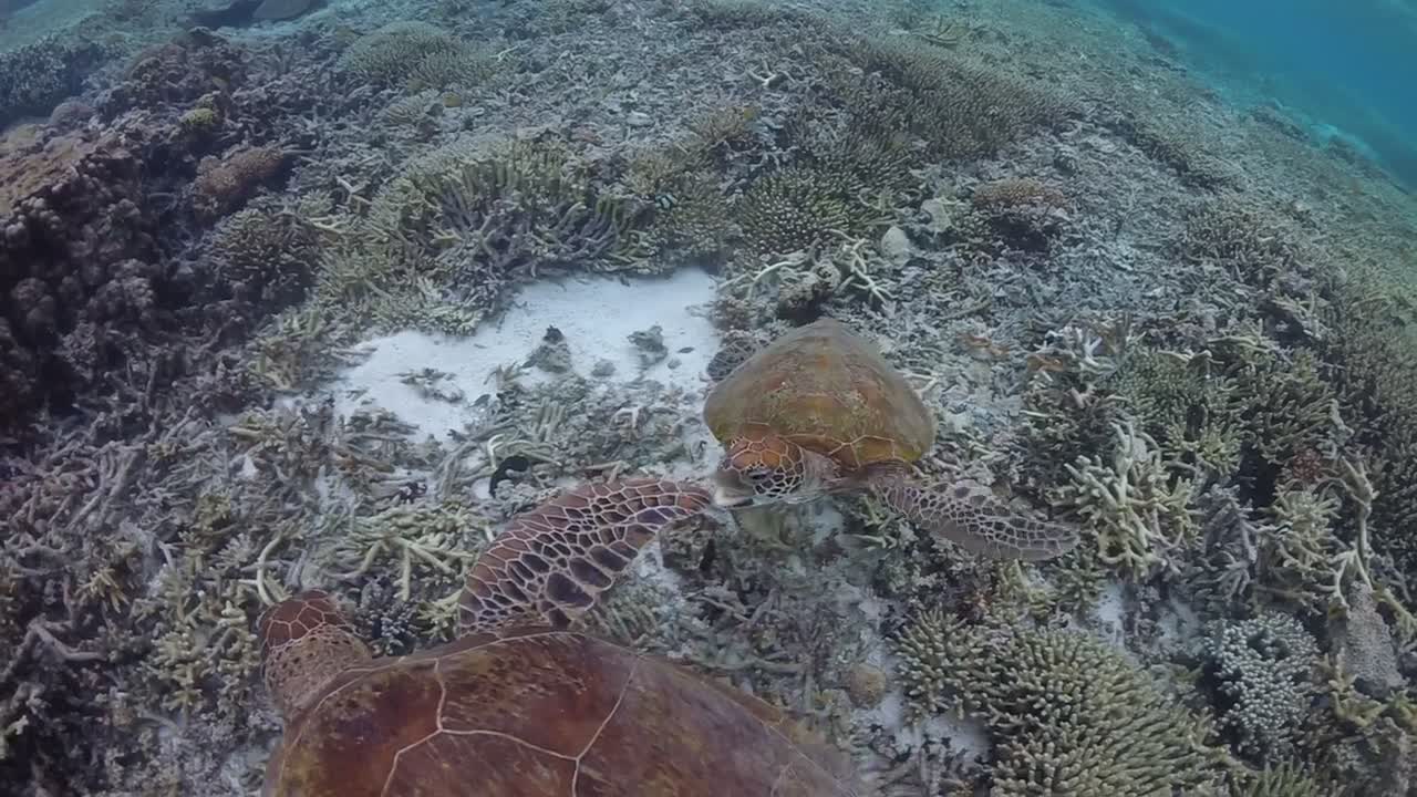 Naughty Turtle Gets Told off for Biting